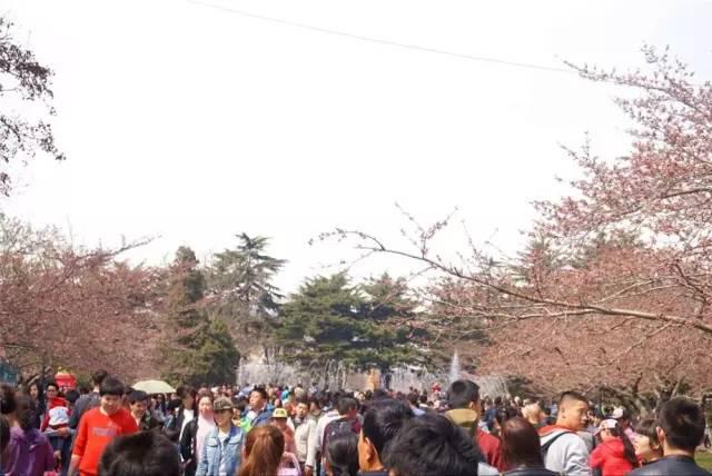 在青岛和樱花约会！中山公园将迎樱花盛放