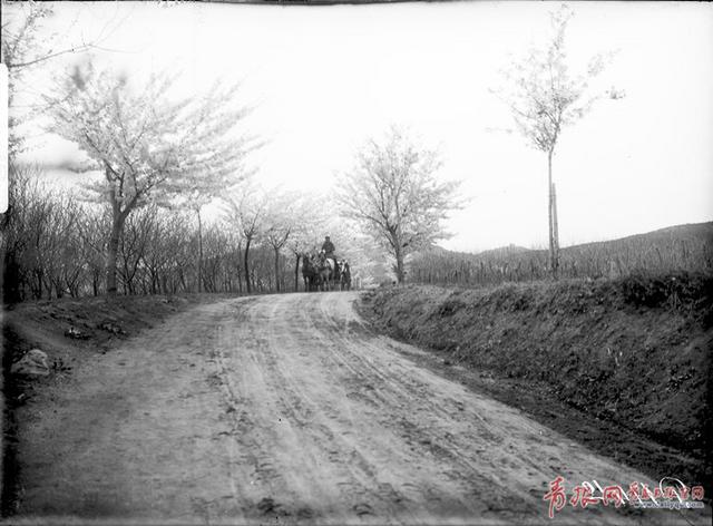在青岛和樱花约会！中山公园将迎樱花盛放