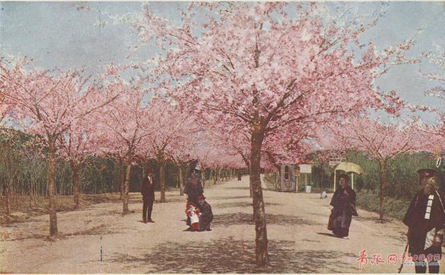 在青岛和樱花约会！中山公园将迎樱花盛放