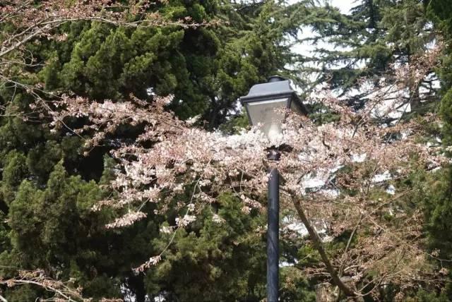 在青岛和樱花约会！中山公园将迎樱花盛放