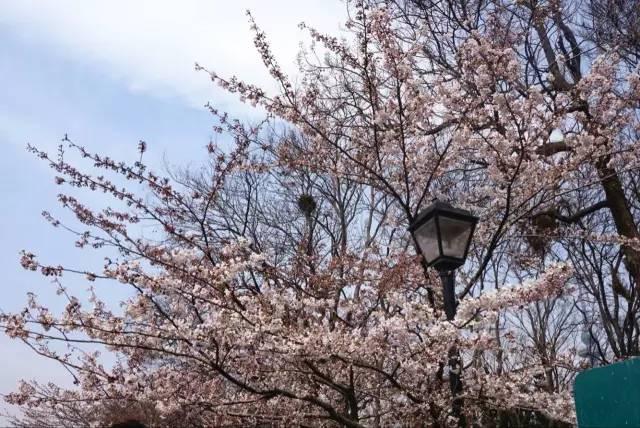 在青岛和樱花约会！中山公园将迎樱花盛放