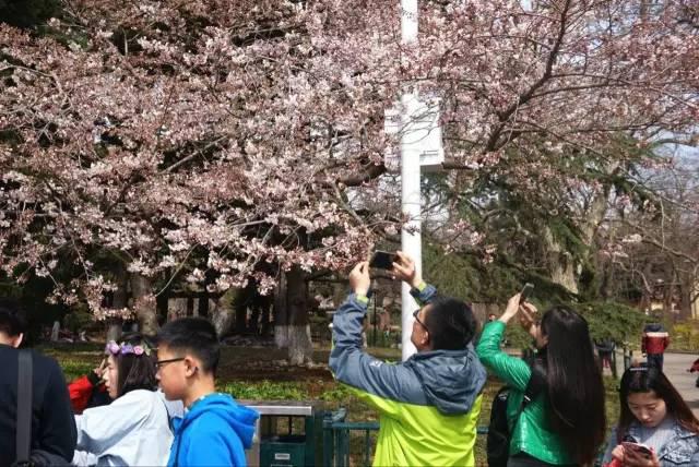 在青岛和樱花约会！中山公园将迎樱花盛放