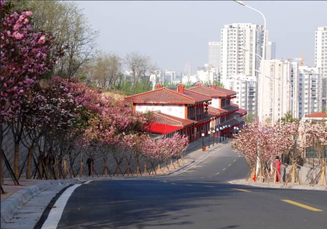 在青岛和樱花约会！中山公园将迎樱花盛放