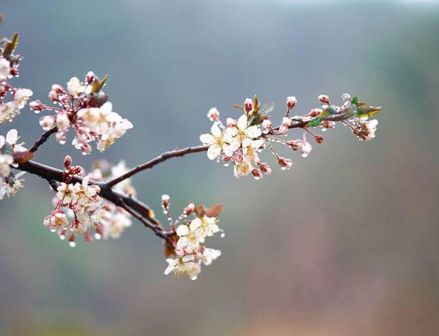 在青岛和樱花约会！中山公园将迎樱花盛放