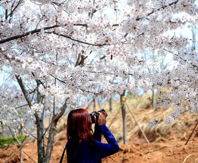 在青岛和樱花约会！中山公园将迎樱花盛放