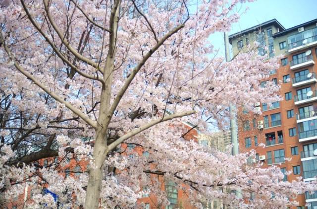 在青岛和樱花约会！中山公园将迎樱花盛放