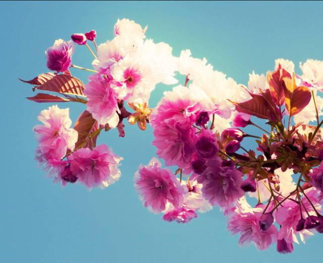 在青岛和樱花约会！中山公园将迎樱花盛放