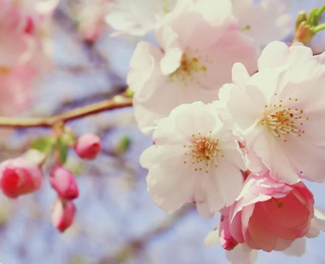 在青岛和樱花约会！中山公园将迎樱花盛放