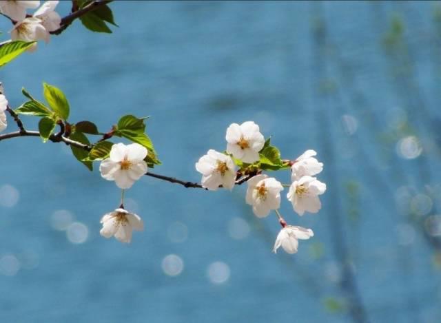 在青岛和樱花约会！中山公园将迎樱花盛放