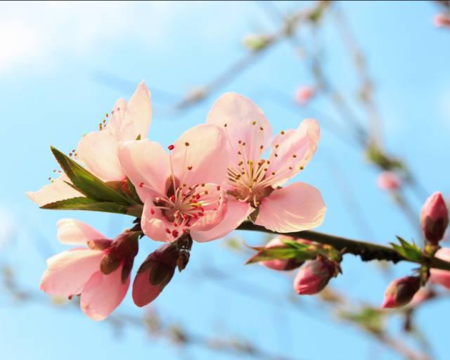 在青岛和樱花约会！中山公园将迎樱花盛放