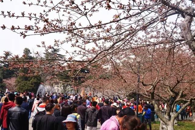 在青岛和樱花约会！中山公园将迎樱花盛放