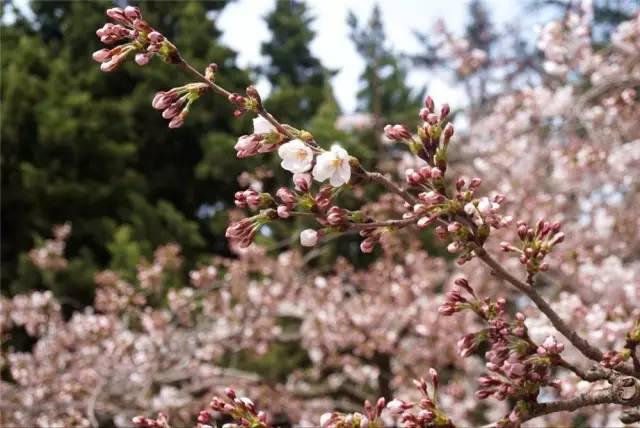 在青岛和樱花约会！中山公园将迎樱花盛放