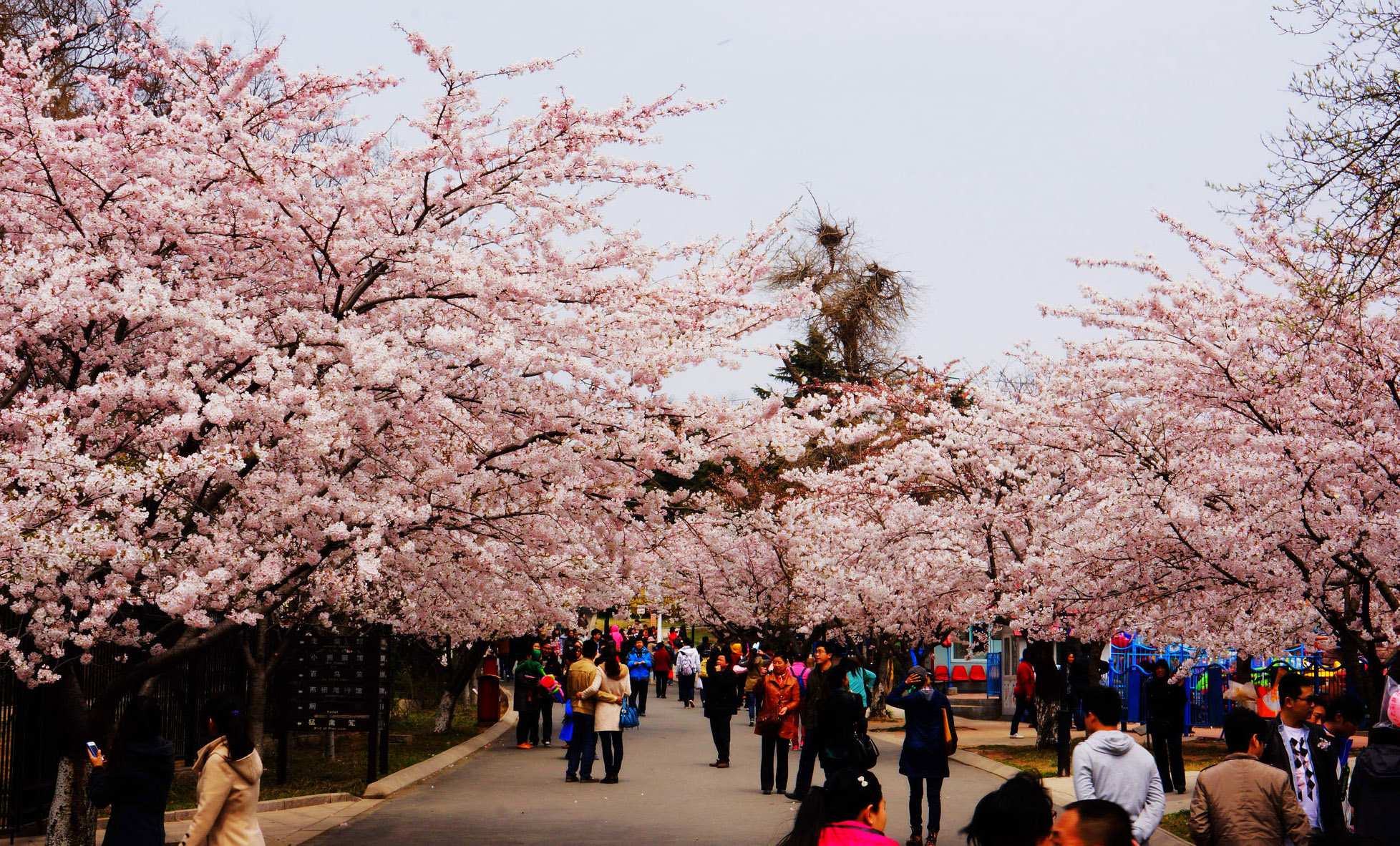 2021青岛中山公园樱花图片