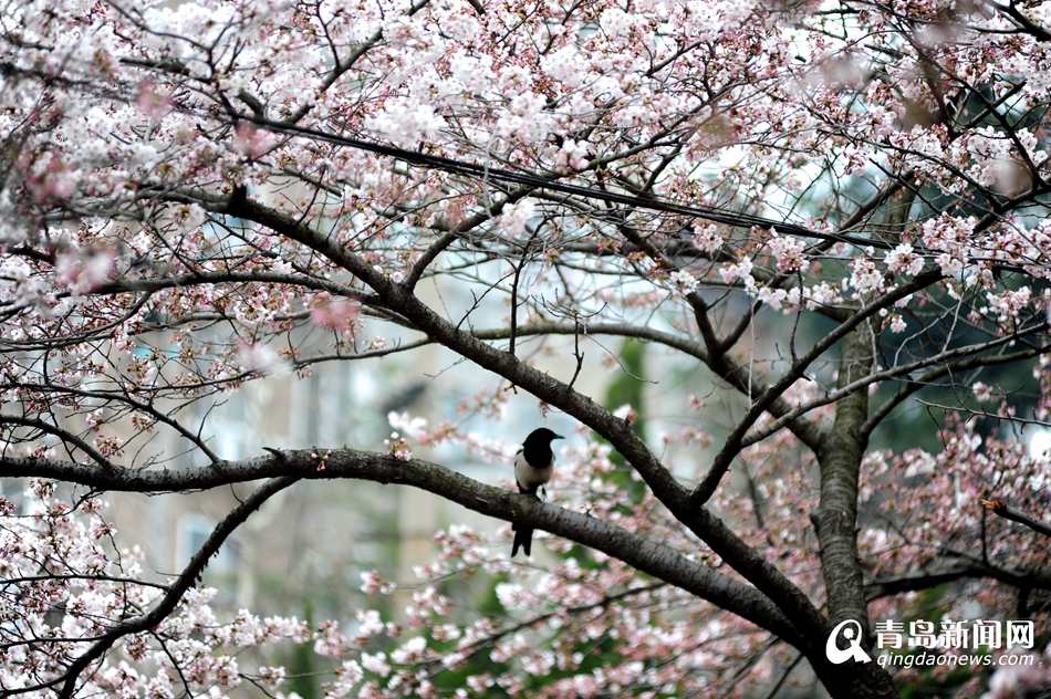 高清:实拍岛城最美樱花巷 赏樱何须去中山公园