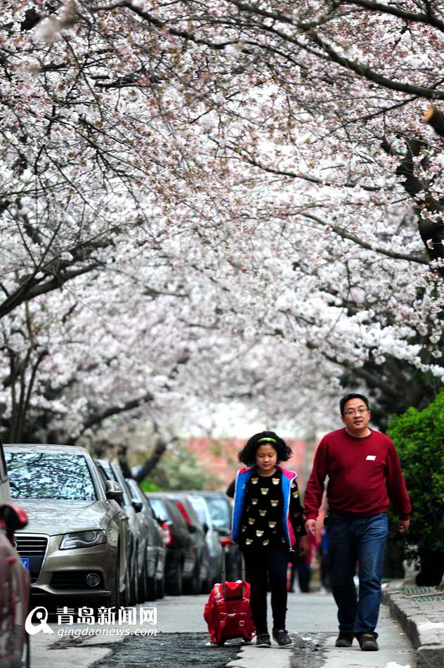 高清:实拍岛城最美樱花巷 赏樱何须去中山公园