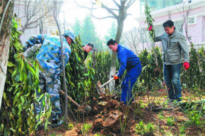 居民花万元圈地种法国冬青 小区里引争议(图)