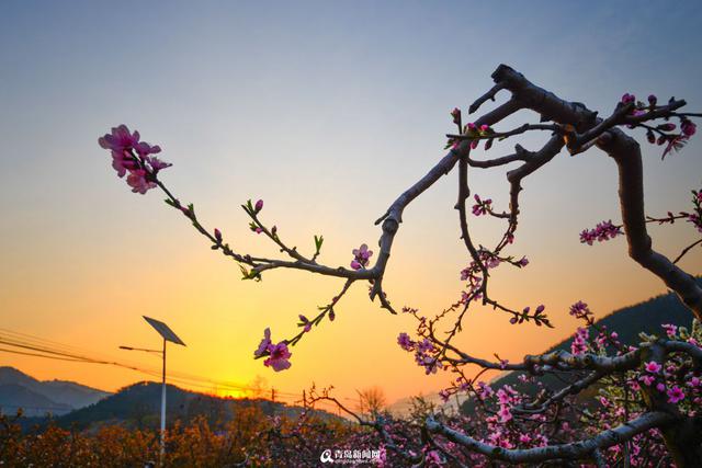 【春遊季】嶗山涼泉村桃花盛開 花海綿延百米