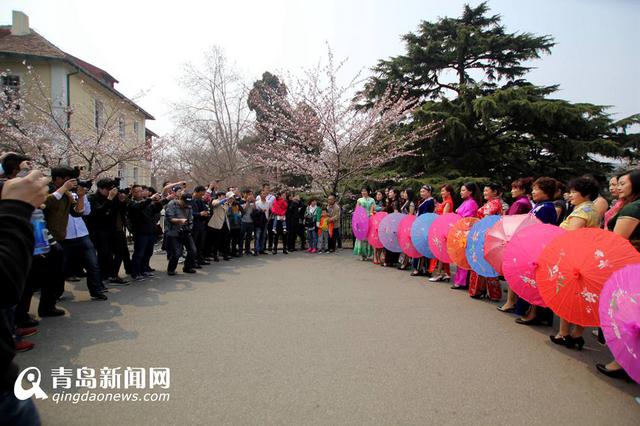 中山公园上演樱花旗袍秀 画面养眼引围观