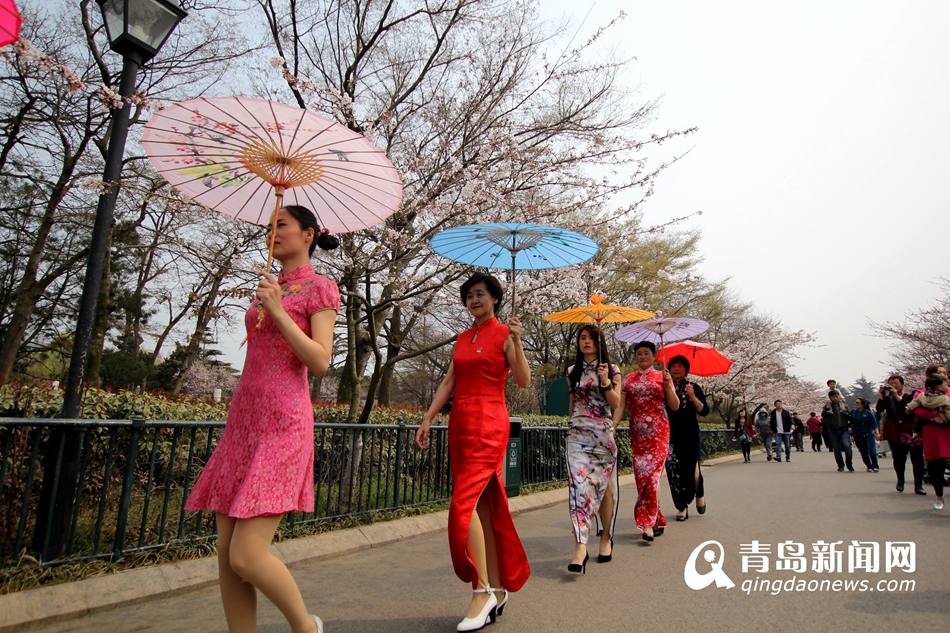 中山公园上演樱花旗袍秀 画面养眼引围观