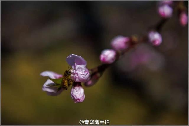 高清：崂山赏春正当时 徜徉浪漫花海莫负春光