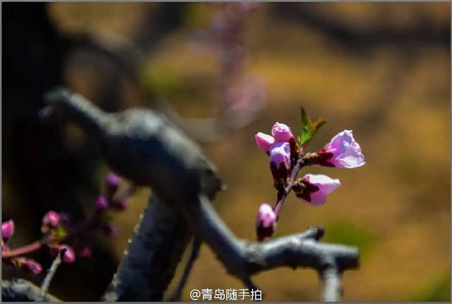 高清：崂山赏春正当时 徜徉浪漫花海莫负春光