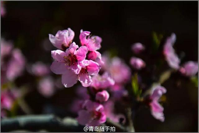 高清：崂山赏春正当时 徜徉浪漫花海莫负春光