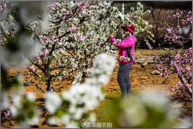 高清：崂山赏春正当时 徜徉浪漫花海莫负春光