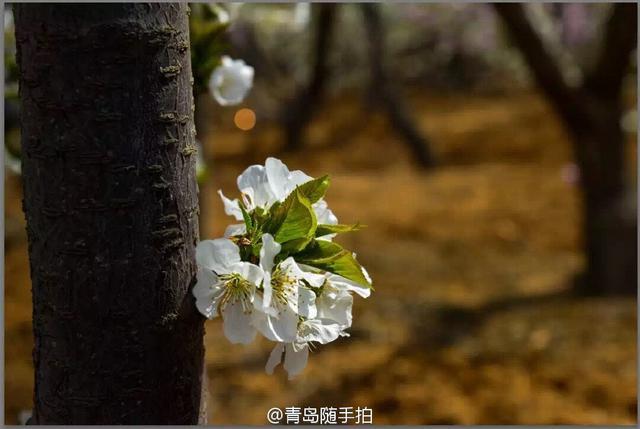 高清：崂山赏春正当时 徜徉浪漫花海莫负春光