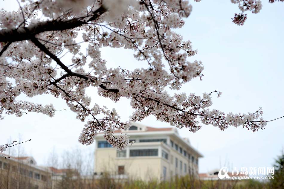 高清：海大校园樱花盛放如雪 人面繁花相映成趣