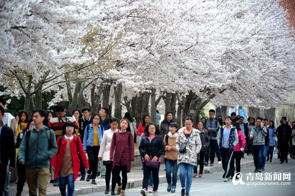 高清：海大校园樱花盛放如雪 人面繁花相映成趣