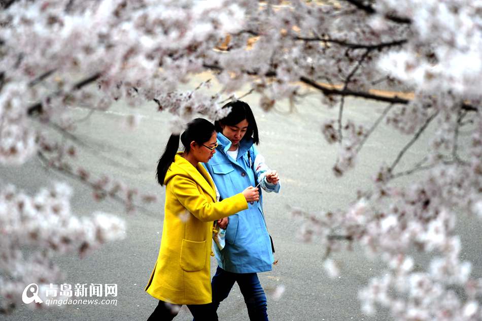 高清：海大校园樱花盛放如雪 人面繁花相映成趣