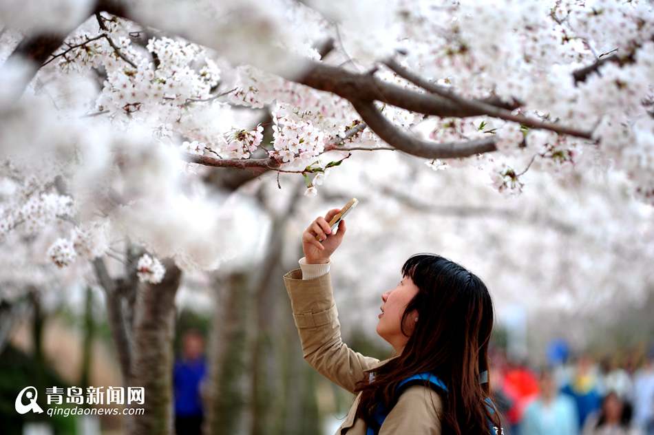 高清海大校園櫻花盛放如雪人面繁花相映成趣