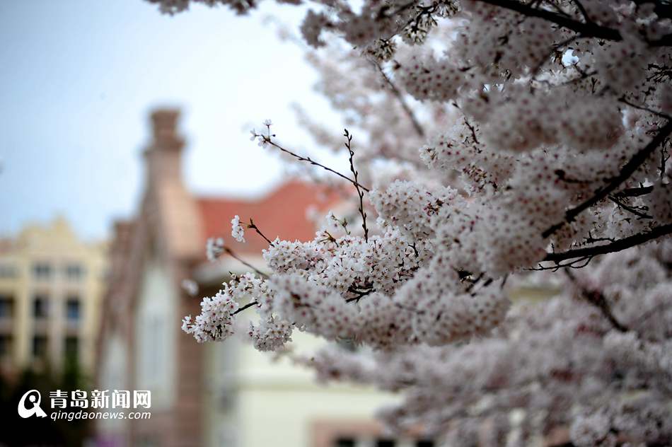 高清：海大校园樱花盛放如雪 人面繁花相映成趣