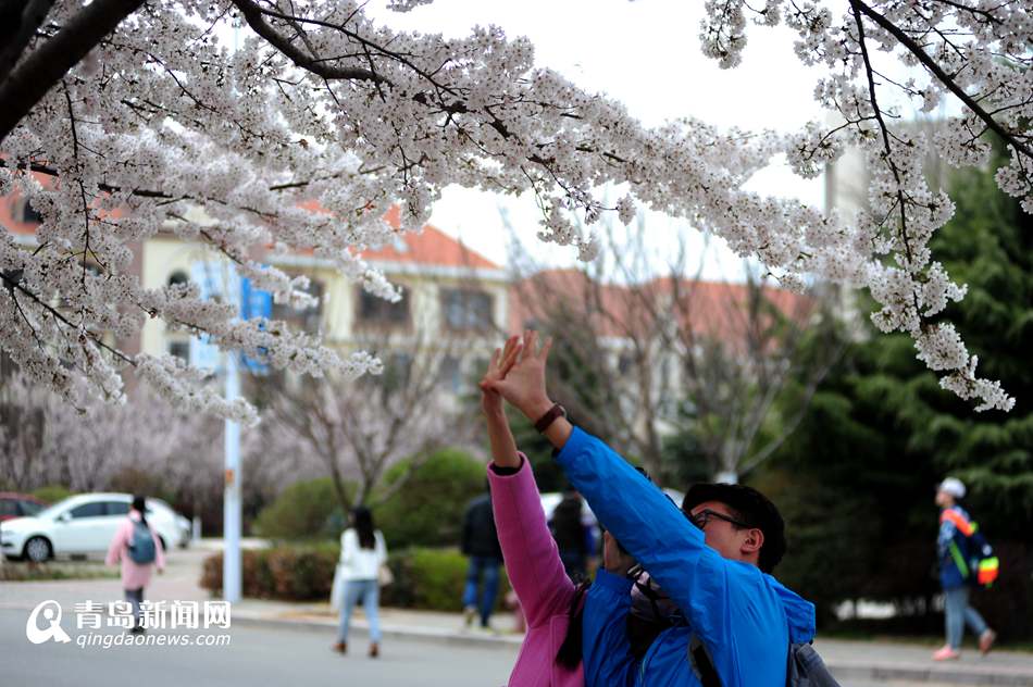 高清：海大校园樱花盛放如雪 人面繁花相映成趣