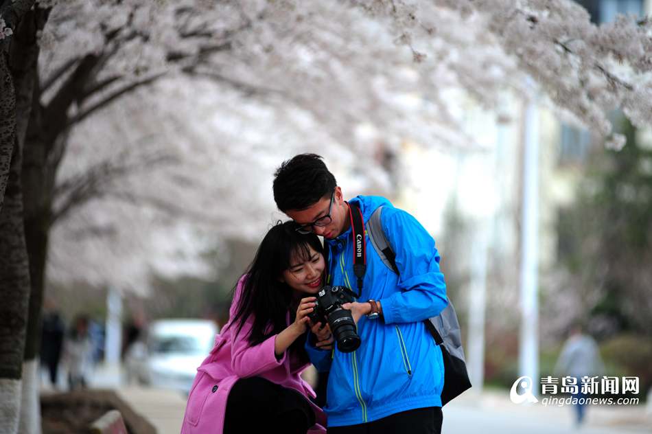 高清：海大校园樱花盛放如雪 人面繁花相映成趣