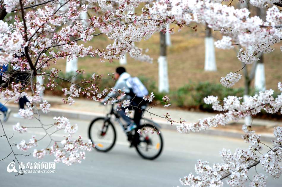 高清：海大校园樱花盛放如雪 人面繁花相映成趣