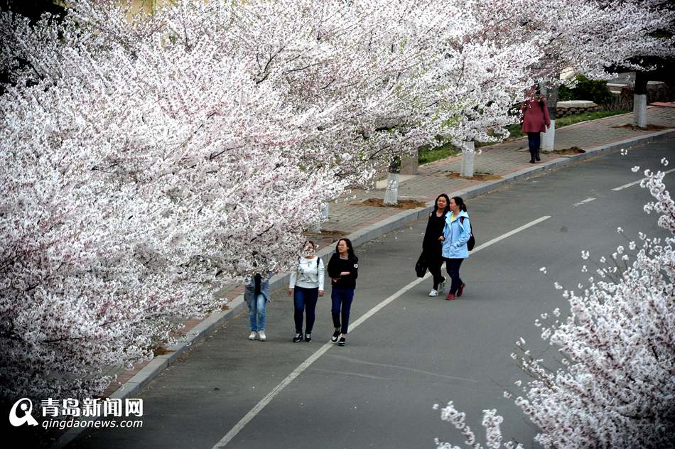 高清：海大校园樱花盛放如雪 人面繁花相映成趣