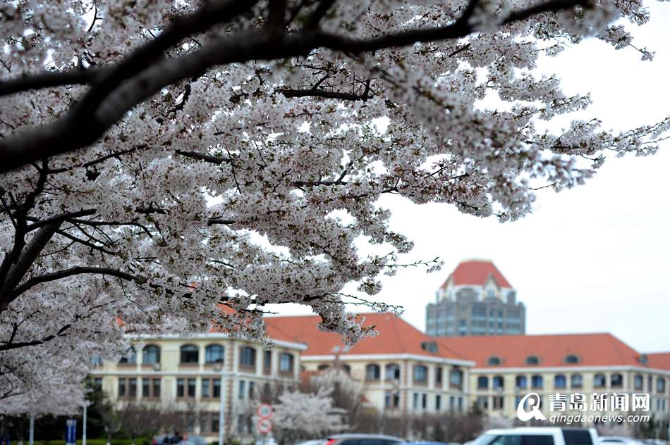 高清：海大校园樱花盛放如雪 人面繁花相映成趣