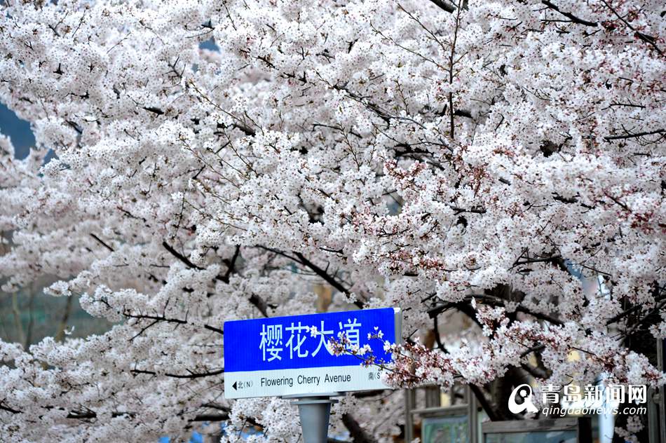 高清：海大校园樱花盛放如雪 人面繁花相映成趣