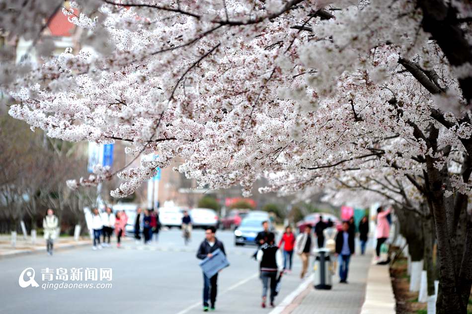 高清：海大校园樱花盛放如雪 人面繁花相映成趣