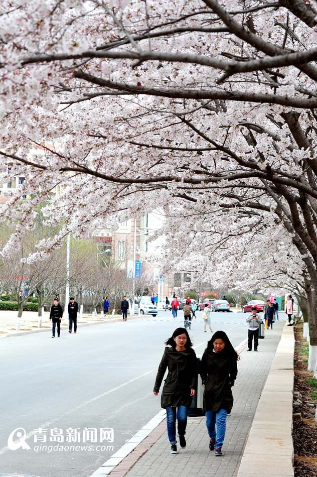 高清：海大校园樱花盛放如雪 人面繁花相映成趣