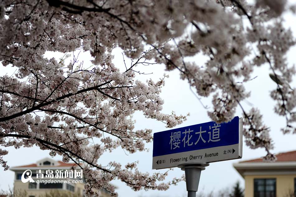 高清：海大校园樱花盛放如雪 人面繁花相映成趣