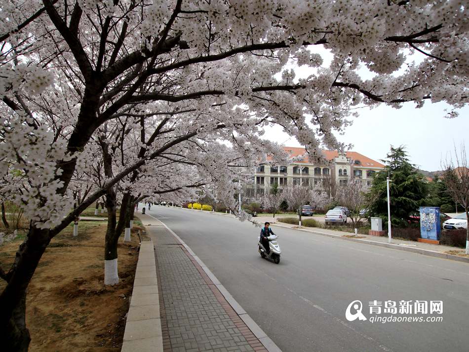 高清：海大校园樱花盛放如雪 人面繁花相映成趣