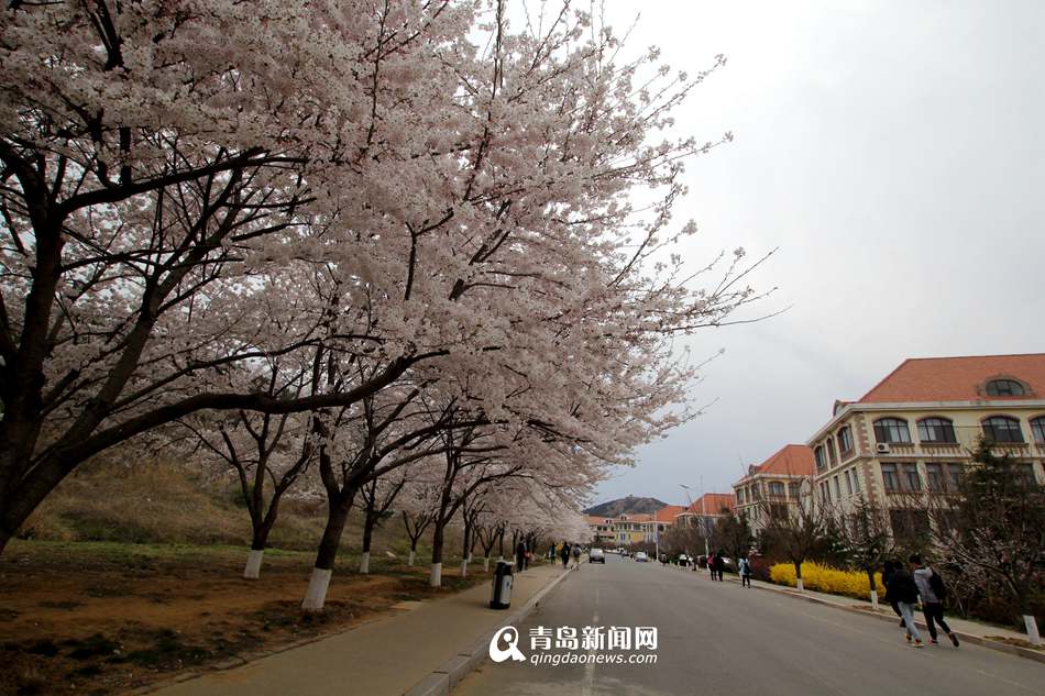 高清：海大校园樱花盛放如雪 人面繁花相映成趣