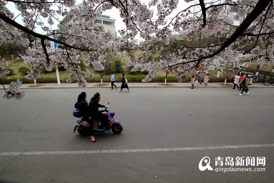 高清：海大校园樱花盛放如雪 人面繁花相映成趣