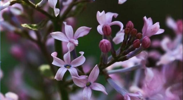 五瓣花飘动青城 丁香花邀你看过来