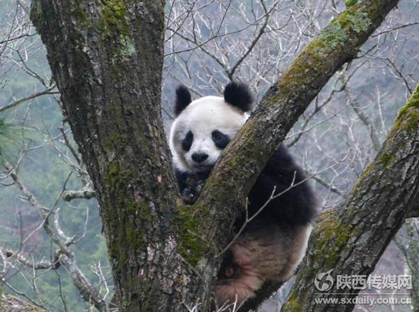 大熊猫野外交配被偷拍 雄性熊猫苦等10天