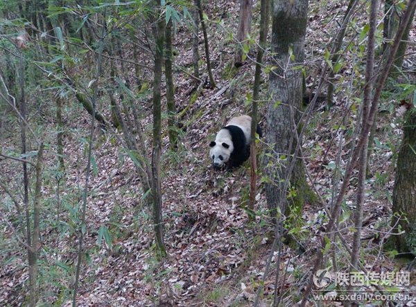 大熊猫野外交配被偷拍 雄性熊猫苦等10天