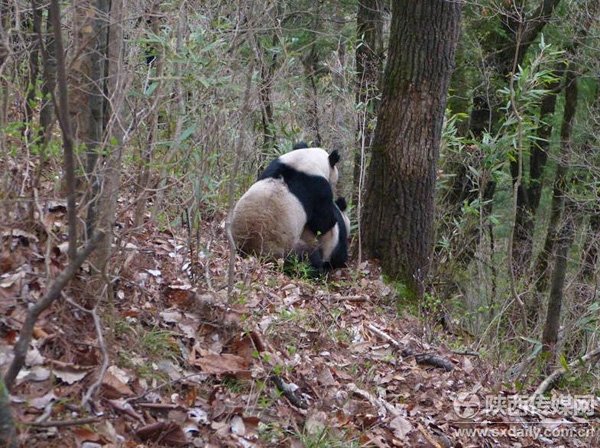 大熊猫野外交配被偷拍 雄性熊猫苦等10天