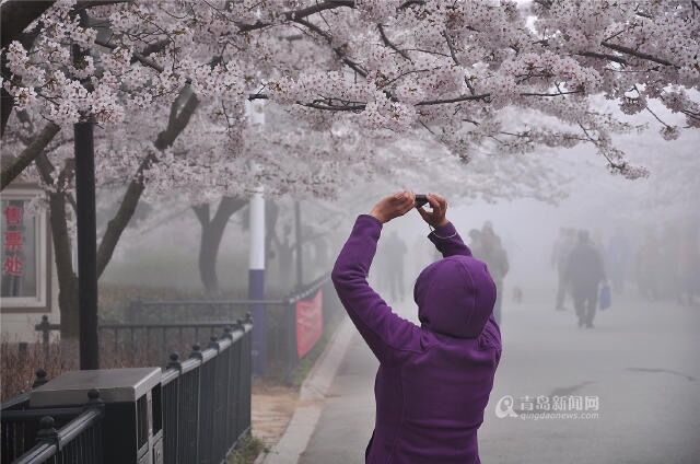 【春游季】中山公园美翻了 雾里樱花你见过没